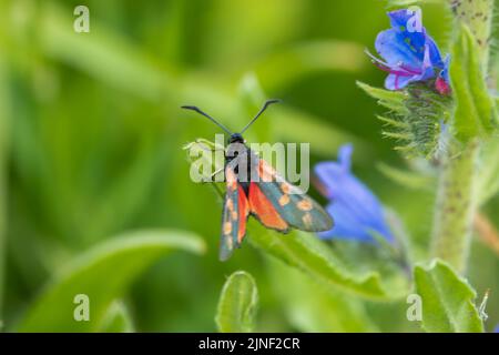 Detaillierte Nahaufnahme einer Burnett-Motte mit fünf Flecken (Zygaena trifolii), die sich auf Viper-bugloss (Echium vulgare) ernährt Stockfoto