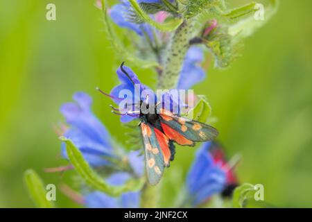 Detaillierte Nahaufnahme einer Burnett-Motte mit fünf Flecken (Zygaena trifolii), die sich auf Viper-bugloss (Echium vulgare) ernährt Stockfoto