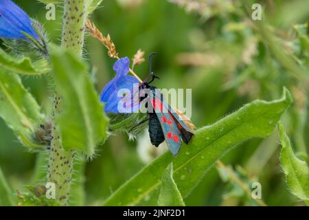 Detaillierte Nahaufnahme einer Burnett-Motte mit fünf Flecken (Zygaena trifolii), die sich auf Viper-bugloss (Echium vulgare) ernährt Stockfoto