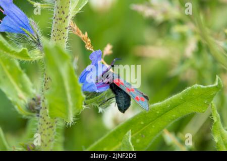 Detaillierte Nahaufnahme einer Burnett-Motte mit fünf Flecken (Zygaena trifolii), die sich auf Viper-bugloss (Echium vulgare) ernährt Stockfoto