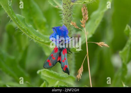 Detaillierte Nahaufnahme einer Burnett-Motte mit fünf Flecken (Zygaena trifolii), die sich auf Viper-bugloss (Echium vulgare) ernährt Stockfoto