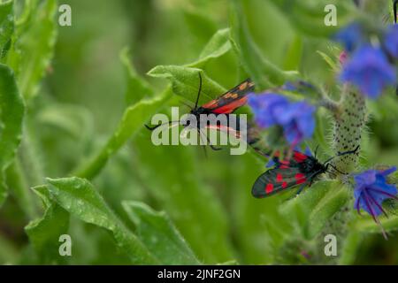 Detaillierte Nahaufnahme einer Burnett-Motte mit fünf Flecken (Zygaena trifolii), die sich auf Viper-bugloss (Echium vulgare) ernährt Stockfoto