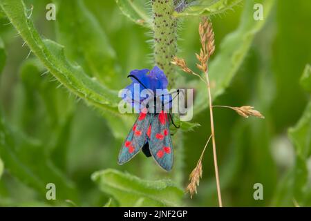 Detaillierte Nahaufnahme einer Burnett-Motte mit fünf Flecken (Zygaena trifolii), die sich auf Viper-bugloss (Echium vulgare) ernährt Stockfoto