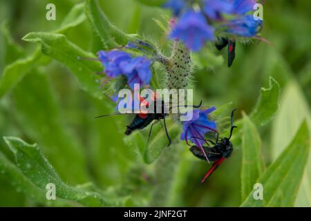 Detaillierte Nahaufnahme einer Burnett-Motte mit fünf Flecken (Zygaena trifolii), die sich auf Viper-bugloss (Echium vulgare) ernährt Stockfoto