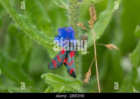 Detaillierte Nahaufnahme einer Burnett-Motte mit fünf Flecken (Zygaena trifolii), die sich auf Viper-bugloss (Echium vulgare) ernährt Stockfoto