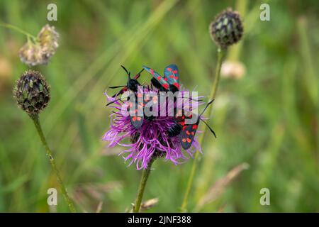 Eine Eklipse von sechs fleckfalter (Zygaena filipendulae), die sich von einer schönen rosa, grobblühenden Faltenblume (Centaurea scabiosa) ernähren Stockfoto