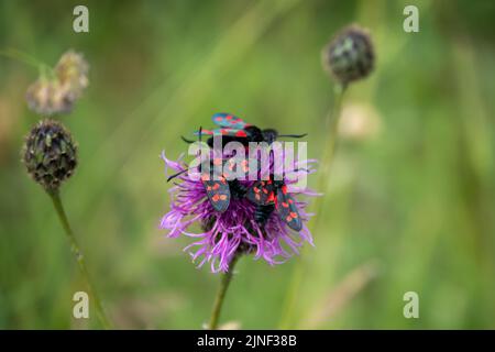 Eine Eklipse von sechs fleckfalter (Zygaena filipendulae), die sich von einer schönen rosa, grobblühenden Faltenblume (Centaurea scabiosa) ernähren Stockfoto