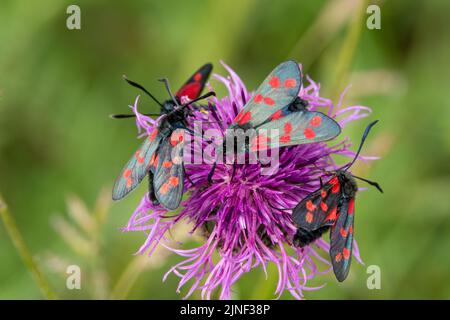 Eine Eklipse von sechs fleckfalter (Zygaena filipendulae), die sich von einer schönen rosa, grobblühenden Faltenblume (Centaurea scabiosa) ernähren Stockfoto