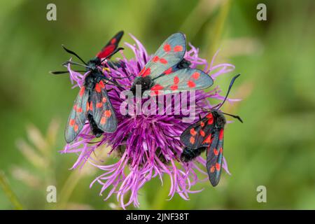 Eine Eklipse von sechs fleckfalter (Zygaena filipendulae), die sich von einer schönen rosa, grobblühenden Faltenblume (Centaurea scabiosa) ernähren Stockfoto