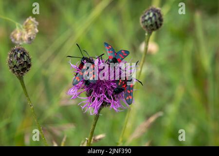 Eine Eklipse von sechs fleckfalter (Zygaena filipendulae), die sich von einer schönen rosa, grobblühenden Faltenblume (Centaurea scabiosa) ernähren Stockfoto