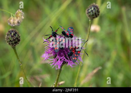 Eine Eklipse von sechs fleckfalter (Zygaena filipendulae), die sich von einer schönen rosa, grobblühenden Faltenblume (Centaurea scabiosa) ernähren Stockfoto