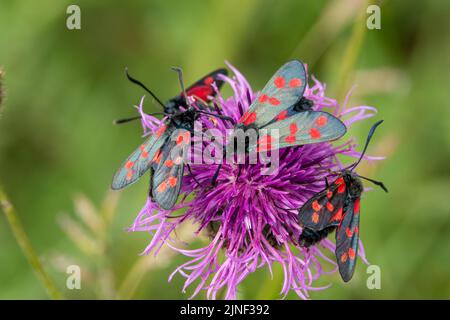 Eine Eklipse von sechs fleckfalter (Zygaena filipendulae), die sich von einer schönen rosa, grobblühenden Faltenblume (Centaurea scabiosa) ernähren Stockfoto