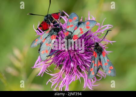 Eine Eklipse von sechs fleckfalter (Zygaena filipendulae), die sich von einer schönen rosa, grobblühenden Faltenblume (Centaurea scabiosa) ernähren Stockfoto