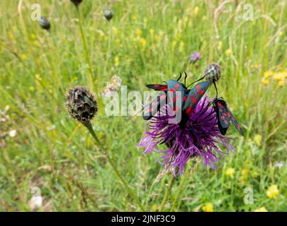 Eine Eklipse von sechs fleckfalter (Zygaena filipendulae), die sich von einer schönen rosa, grobblühenden Faltenblume (Centaurea scabiosa) ernähren Stockfoto