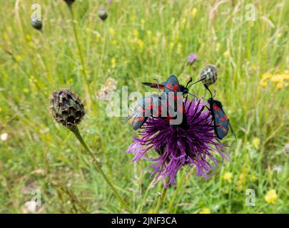 Eine Eklipse von sechs fleckfalter (Zygaena filipendulae), die sich von einer schönen rosa, grobblühenden Faltenblume (Centaurea scabiosa) ernähren Stockfoto