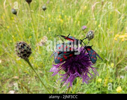 Eine Eklipse von sechs fleckfalter (Zygaena filipendulae), die sich von einer schönen rosa, grobblühenden Faltenblume (Centaurea scabiosa) ernähren Stockfoto