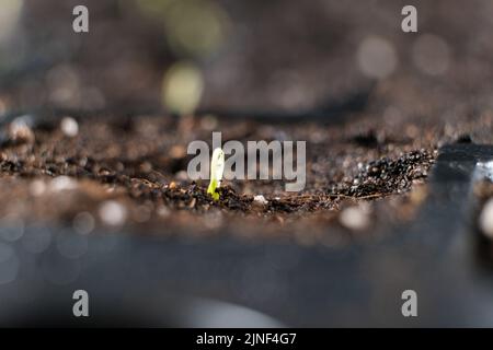 Tomaten aus Samen anbauen, Schritt für Schritt. Schritt 4 - der erste Sprossen. Stockfoto
