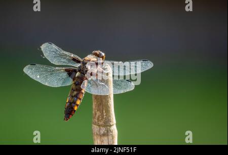 Detaillierte Nahaufnahme einer breiten Chaser-Libelle (Libellula depressa) Stockfoto
