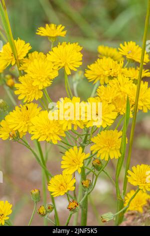 Detailreiche Nahaufnahme eines glatten Weißbarts (Crepis capillaris) Stockfoto