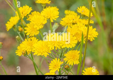 Detailreiche Nahaufnahme eines glatten Weißbarts (Crepis capillaris) Stockfoto