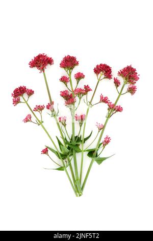 Rote Baldrian-Kräuterpflanze. Blumen können verwendet werden, um Parfüm zu machen. Minimale botanische Natur Studienzusammensetzung. Auf weißem Hintergrund. Valeriana officinalis. Stockfoto