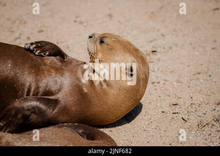 Gesichtsbild eines riesigen Otters, der im Sommer auf dem Sand ruht Stockfoto