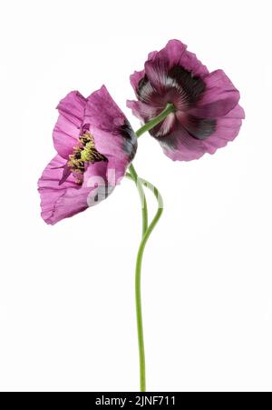 Zwei lila Mohnblumen in Blüte auf weißem Hintergrund Stockfoto