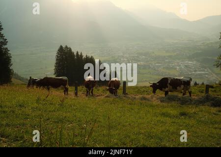 Eine grüne Bergwiese mit weidenden Rindern. Saalfelden, Salzburg, Österreich. Stockfoto