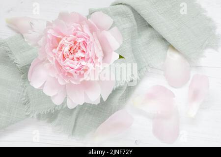Rosa doppelte Pfingstrose mit Blütenblättern darüber Stockfoto