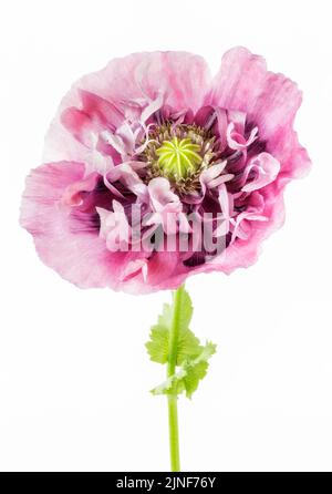 Rosa Doppel-Mohnblume Nahaufnahme auf weißem Hintergrund Stockfoto