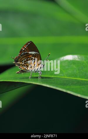 Affen Puzzle Schmetterling (rathinda amor) sitzt auf einem Blatt, tropischen Regenwald in indien Stockfoto