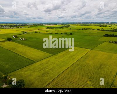 Reisfeld in Zentralthailand, Reisfeld während der Regenmonsun-Saison in Thailand. Grünes Reisfeld Stockfoto