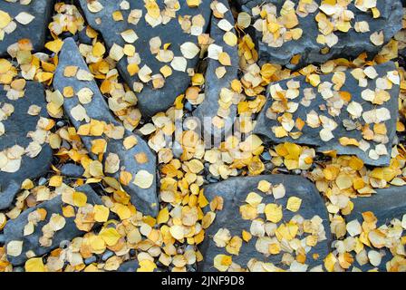 Gefallene Silberbirke (Betula pendula) Herbstblätter auf dem Boden. Stockfoto