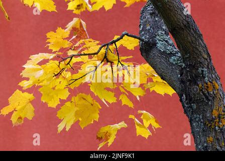 Ahornblätter (Acer platanoides) in lebendigen Herbstfarben. Zierbaum gegen entkochte rote Wand eines Gebäudes. Stockfoto