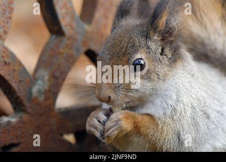 Rotes Eichhörnchen (Sciurus vulgaris), das eine Erdnuss frisst Stockfoto