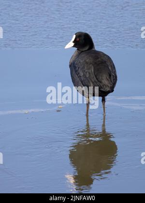 Eurasische Blässhuhn Stockfoto