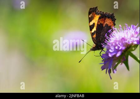 Kleiner Schildpatt-Schmetterling (Aglais urticae) auf Feldschwalbenblüte (Knautia arvensis). Stockfoto