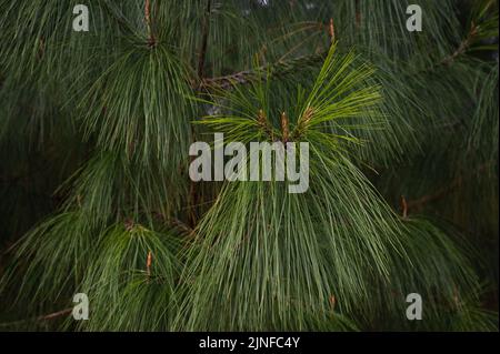 Der neue Zweig einer Kiefer auf einer Plantage im südafrikanischen Kamberg Valley Stockfoto