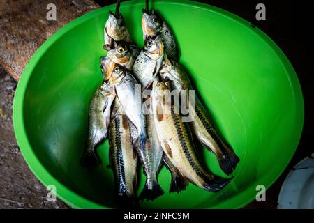 Frischer Fisch aus dem Amazonas ist ein Grundnahrungsmittel der Riberenos im peruanischen Amazonas Stockfoto