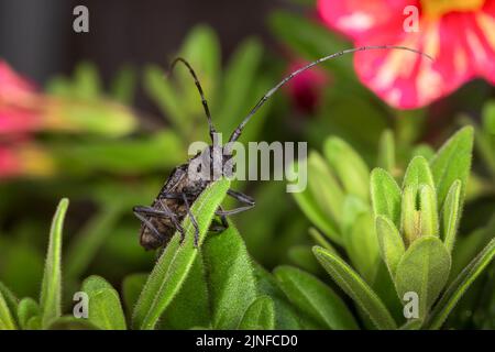 Großer schwarzer Barbel sitzt auf grünen Blumenblättern Stockfoto