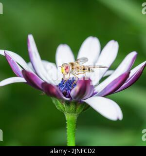 Hoverfly sitzen in einer Arktotis Blume.Hellgrüner Hintergrund. Makrofotografie. Stockfoto