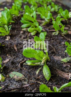 Salat auf einer Öko-Farm in Thailand, junge Salatpflanze in schwarzem Sand, frische Salatpflanze Stockfoto