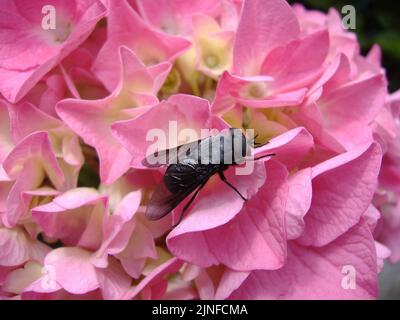 Particolare di un ortensia con mosca in Primo Piano Stockfoto