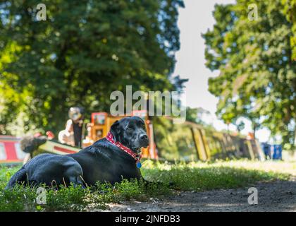 Stourbridge, Großbritannien. 11.. August 2022. Wetter in Großbritannien: Die Temperaturen steigen in die Höhe, und die klugen unter uns gehen in den Schatten! Max, der schwarze labrador, trifft den Schatten eines großen Baumes am Kanal entlang, während sein Besitzer das Frühstück an Bord seines Sommerferienhauses zubereitet - beide genießen ihren Sommeraufenthalt bei dem derzeit glorreichen Wetter in Großbritannien. Kredit: Lee Hudson/Alamy Live Nachrichten Stockfoto