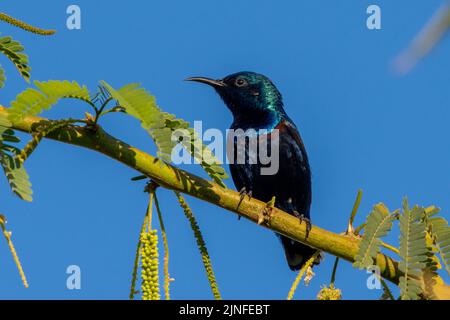 Ein männlicher purpurner Sonnenvögel (Cinnyris asiaticus) im Brutgefieder aus nächster Nähe Stockfoto