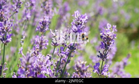 Honigbienen arbeiten an dem Anbau von Lavendelblumen Feld. - Statische Tele-Aufnahme - Noszvaj, Ungarn Stockfoto