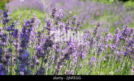 Honigbienen arbeiten an dem Anbau von Lavendelblumen Feld. - Statische Tele-Aufnahme - Noszvaj, Ungarn Stockfoto