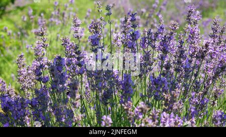 Honigbienen arbeiten an dem Anbau von Lavendelblumen Feld. - Statische Tele-Aufnahme - Noszvaj, Ungarn Stockfoto