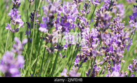 Honigbienen arbeiten an dem Anbau von Lavendelblumen Feld. - Statische Tele-Aufnahme - Noszvaj, Ungarn Stockfoto