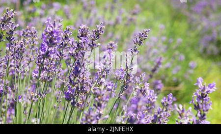 Honigbienen arbeiten an dem Anbau von Lavendelblumen Feld. - Statische Tele-Aufnahme - Noszvaj, Ungarn Stockfoto